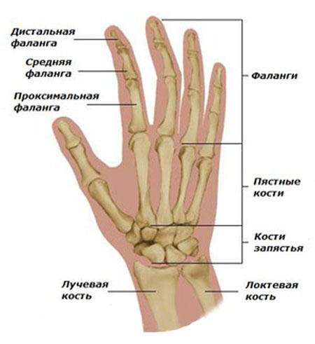 valu ennetamine sormeliigendites osteokondroosi kreemid ja salv