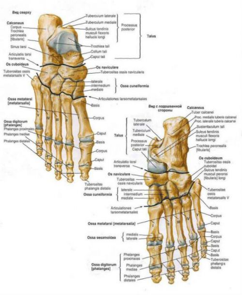 artroosi jala liigestes hoidke puusavalu