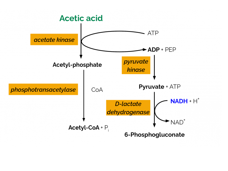acd-2f liigeste raviks adhesiidi valu liigestes