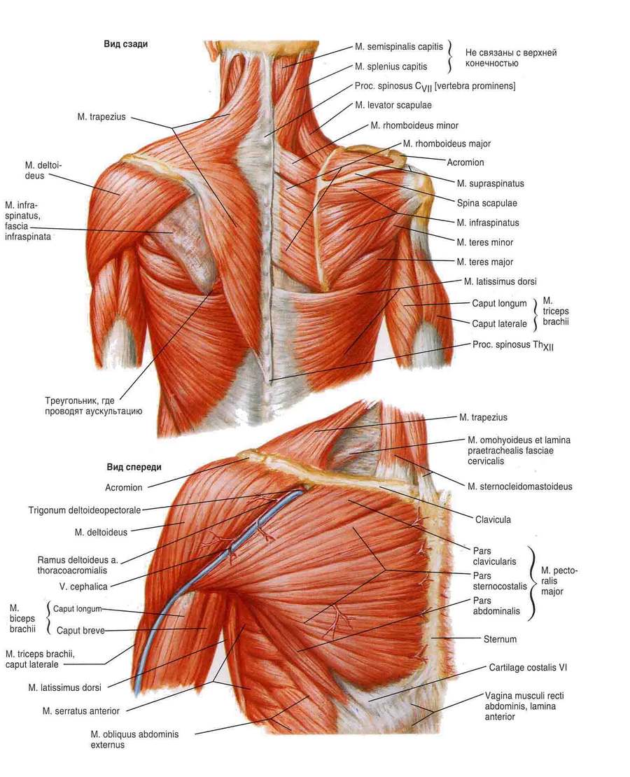 pealkiri muscle sustav