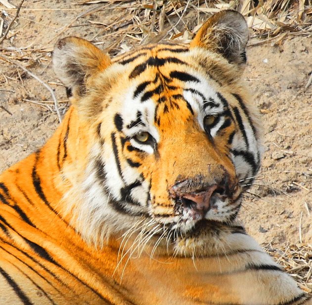 tiger joint salvi hind