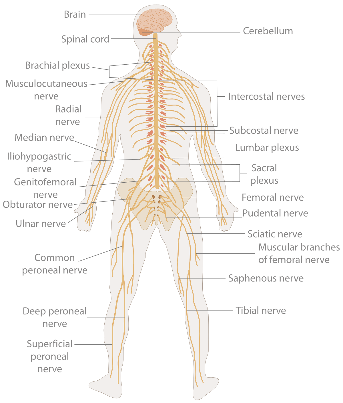 pealkiri muscle sustav valu liigeste haiguse artroosi ravi
