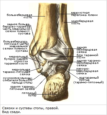 hupoterioosi liigesed haiget haiget harja jalale